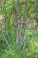 Multi-stemmed Amelanchier rotundifolia - Lichens