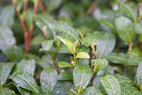 Small-leaved Camellia sinensis 