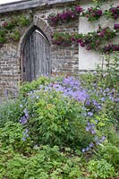 Rambling Rosa 'Bleu Magenta' growing both sides of arched, wooden door of Rose Garden, Llanllyr, UK