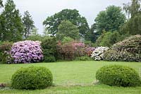 Massed rhododendrons surround the lawn at Llanllyr, UK