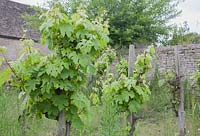 Small vineyard, planted with Vitis 'Madeleine Angevine', in reconstructed Medieval Garden The Prebendal Manor
