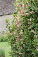 Lonicera periclymenum growing amongst branches of Laurus nobilis in a reconstructed Medieval Garden The Prebendal Manor