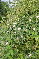 Pale-pink Rosa canina and Lonicera periclymenum growing through a Medlar tree in a reconstructed Medieval Garden The Prebendal Manor