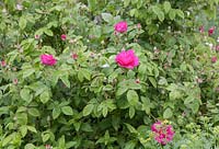 Rosa gallica  syn. Apothecary's Rose