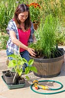 Woman planting Hydrocotyle nova zealand - Pennywort in bog pond