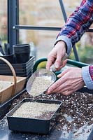 Covering sown seeds of Physalis alkekengi - Chinese Lanterns - with vermiculite