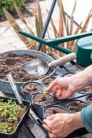 Pricking out seedlings of Physalis alkekengi - Chinese Lanterns - and planting them into larger pots