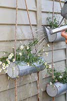Woman watering hanging containers of flowering Erigeron 'Profusion'.