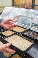 Woman placing tray of recently sown seed under propagator. 