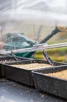 Tray of recently sown seed is placed under unheated propagator. 