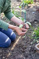 Woman tying recently planted Helianthus 'Black Magic' - Sunflower 'Black Magic' - plant to a stake.
