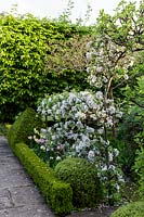 Apple tree arch and low parterre hedging at Watcombe, Somerset, UK. 