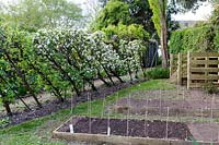 Cordon trained Malus - apple - trees at Watcombe, Somerset, UK. 