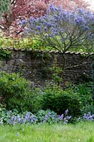 View of flowering Ceanothus growing against garden wall at Watcombe, Somerset, UK. 