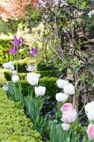 Tulip 'Angelique'  and 'Mount Tacoma' Watcombe, Somerset, UK