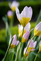 Tulipa saxatilis 'Bakeri Group Lilac Wonder' 