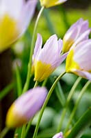  Tulipa saxatilis 'Bakeri Group Lilac Wonder' 