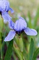 Iris 'Sapphire Gem'