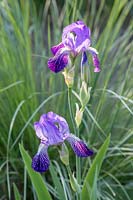 Iris x sweertii