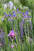 Iris spuria 'Neophyte'