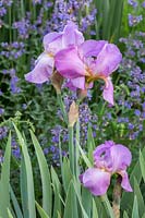 Iris germanica 'Deutscher Rotwein' 