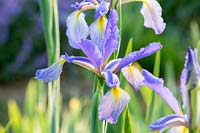 Iris spuria 'Neophyte' 