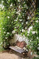 Vintage bench shaded by the climbing flowering rose 