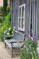 Wooden garden bench featuring Linaria purpurea, flowering white rose, Ruta graveolens