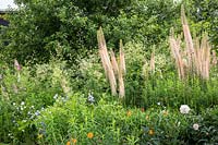 Mixed spring border featuring Artemisia lactiflora, Campanula persicifolia, Digitalis sp., Eremurus robustus, Paeonia papver rupifragrum 'Flore Pleno'