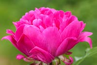 Paeonia 'Bunker Hill'