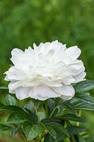 Paeonia 'Mother's Choice'