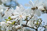 Magnolia loebneri x 'Merrill'