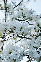 Magnolia loebneri x Merrill: March, early Spring.