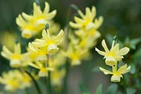 Narcissus 'Hawera'
