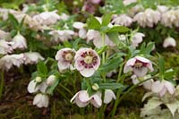 Ashwood's hybrid Hellebores exhibiting at Chelsea Flower Show for the first time with plants which have been frozen to delay flowering 