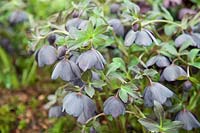 Ashwood's hybrid Hellebores exhibiting at Chelsea Flower Show for the first time with plants which have been frozen to delay flowering 