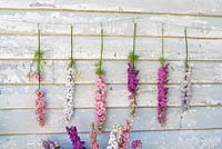 Delphinium consolida - larkspur displayed as floral bunting
