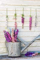 Delphinium consolida - larkspur in watering can and hanging up as floral bunting