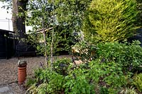 Contemporary London garden looking towards black painted sheds on a gravel 
covered patio area and recycled chimney pot planter