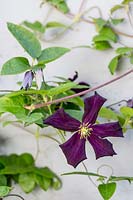 Clematis Romantika on painted brick wall