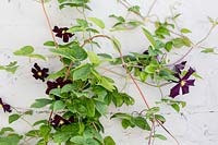 Clematis Romantika on painted brick wall