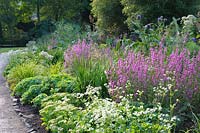 Border with lythrum, astrantias, sedums, globe artichokes and hardy geraniums 
in the Wells Gardens