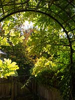 Late summer light through pergola with wisteria.  Beginnings of autumn colour in trees.