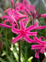 Nerine bowdenii - Guernsey lily