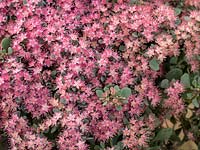 Sedum 'Rose Carpet' succulent autumn flowering ground cover