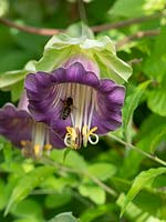 Cobaea Scandens - cup and saucer vine - cathedral bell, AGM