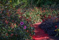 Hot Red Planting Combination. Avantgarden. Festival garden, Garden of Thought. 
Festival des Jardins 2018, Chaumont sur Loire, France 