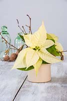 White poinsettia in pottery vase with cones and cloches