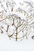 Dried Hydrangea petiolaris flowers in snow