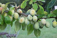 Prunus domestica 'Victoria' 